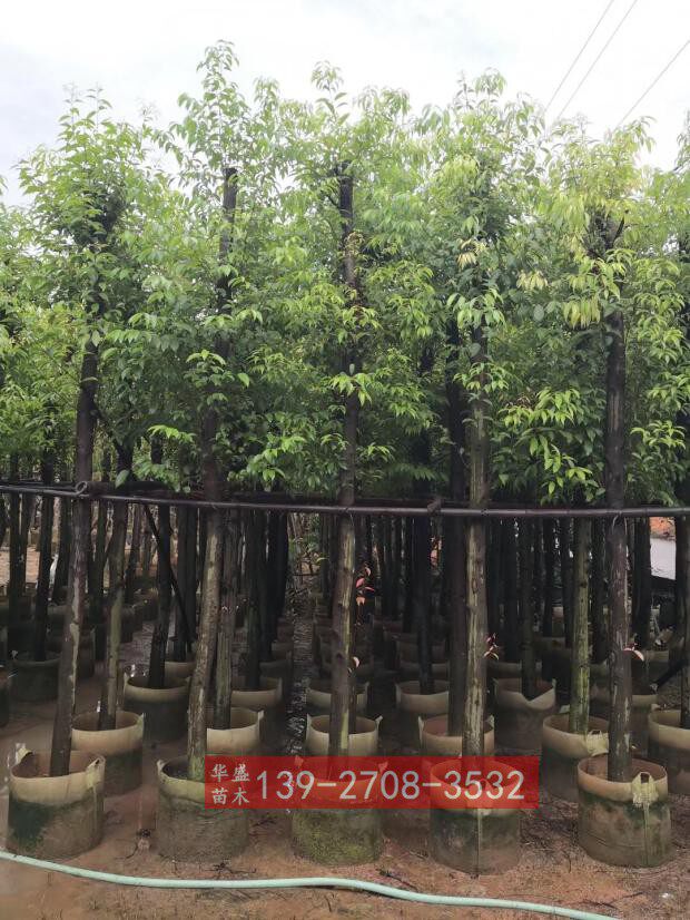 阴香广东绿化工程苗绿化树苗天竺桂树苗移植苗基地大量供应阴香树