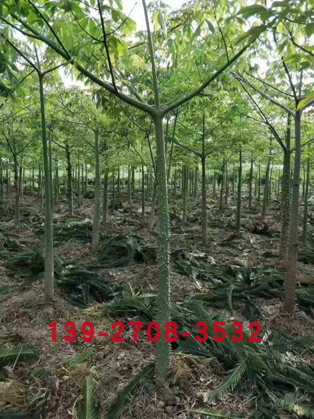 美人树苗 美丽异木棉广东绿化树苗美丽木棉工程苗