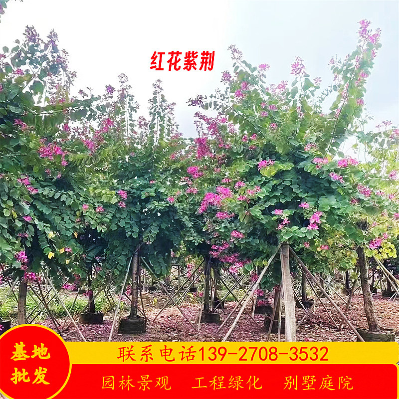 红花紫荆树行道树乔木假值苗基地5-15公分红花羊蹄甲树紫荆花树苗