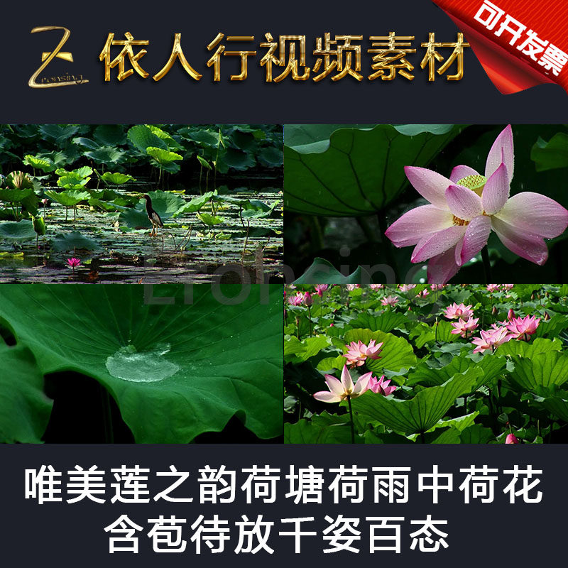 led素材大屏幕舞台视频背景素材 唯美莲之韵荷塘荷雨中荷花荷叶