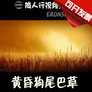 黄昏狗尾巴草金黄荒凉 依人行LED素材VJ大屏幕舞台视频背景素材