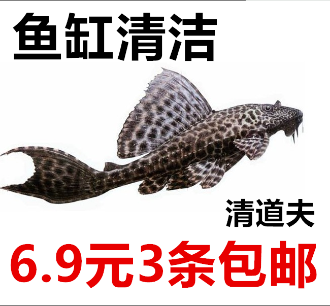 鱼缸清洁工鱼观赏鱼打扫卫生清道夫鱼苗垃圾鱼冷水热带淡水鱼包邮
