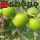 果园直发 纳大青枣脆甜孕妇新鲜水果5斤大果 现摘福建苹果枣西双版