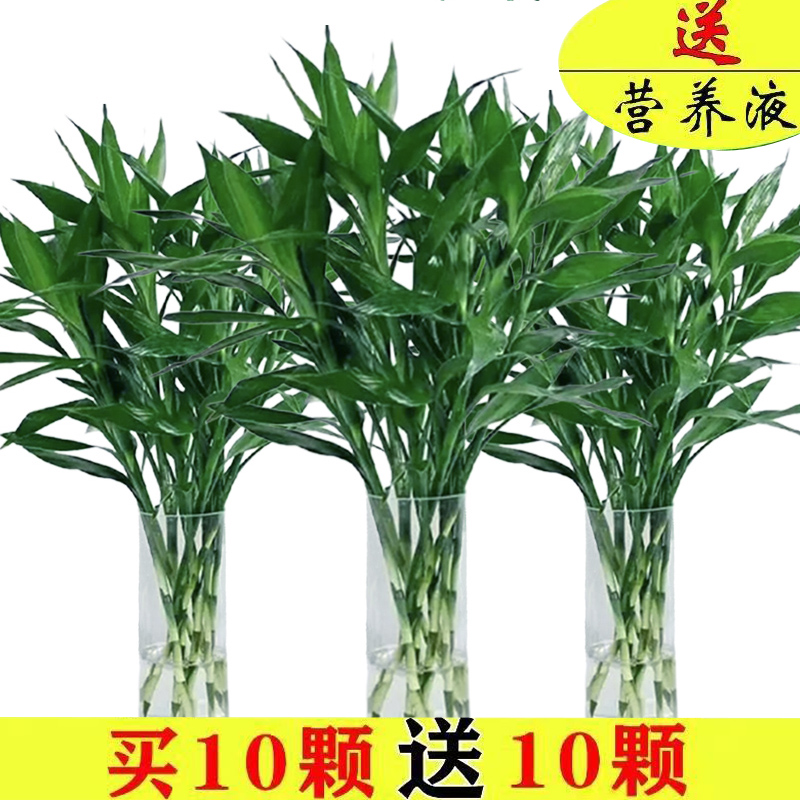 富贵竹水培植水养好客厅绿萝箩发财树竹子绿植盆栽花卉植物室内花