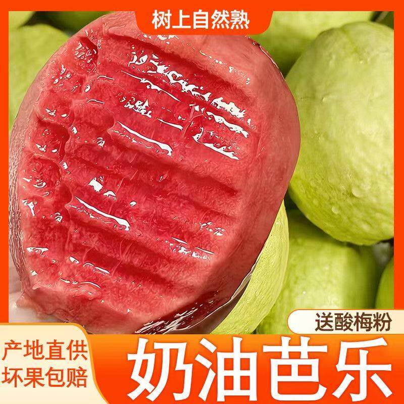 福建漳州3/5斤土芭乐当季奶油芭乐包邮送酸梅粉包邮