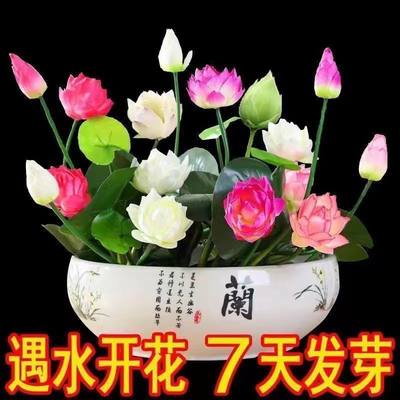 【7天发芽】碗莲种子四季开花水培水养绿植睡莲荷花无土盆栽花卉