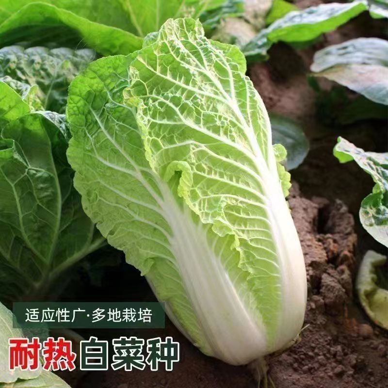 夏阳50天白菜种子 夏季抗高温种孑夏绿白包心菜种子耐热四季白菜