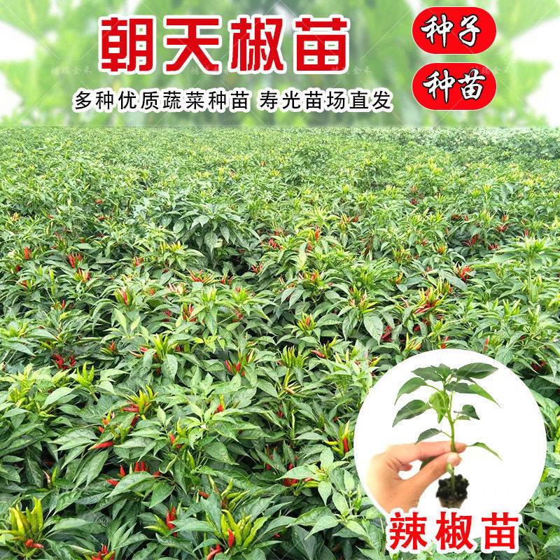 朝天椒种苗种子种籽辣椒苗超辣四季阳台盆栽种植食用高产蔬菜种苗
