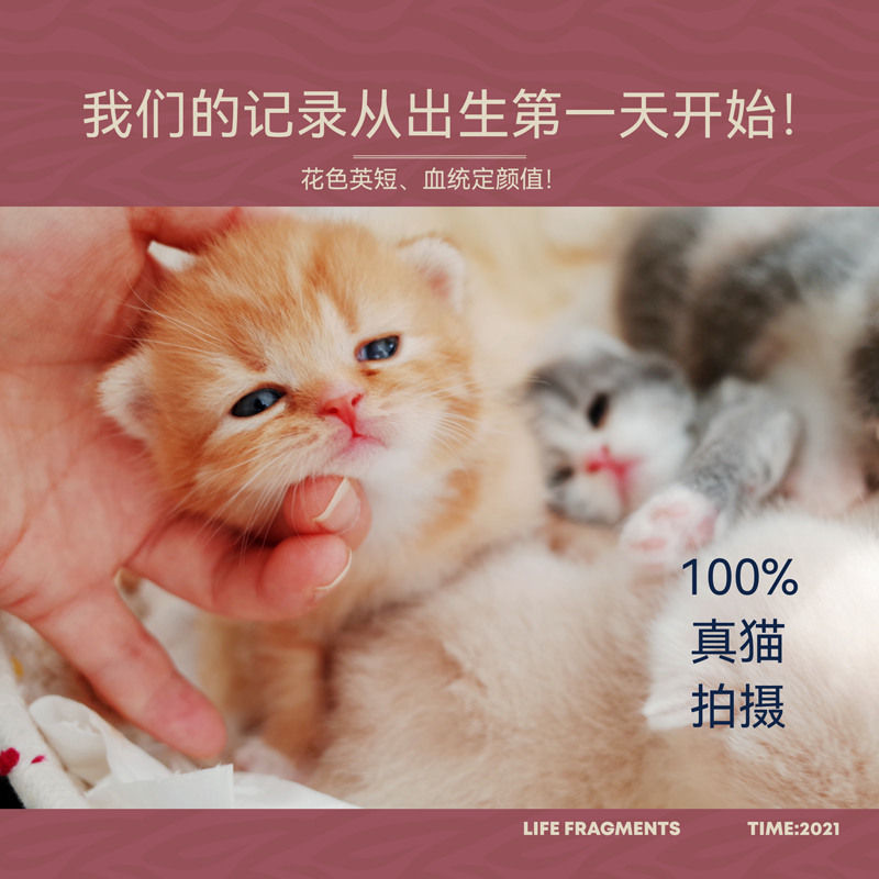 正规猫舍真猫拍摄稀有橘色英短