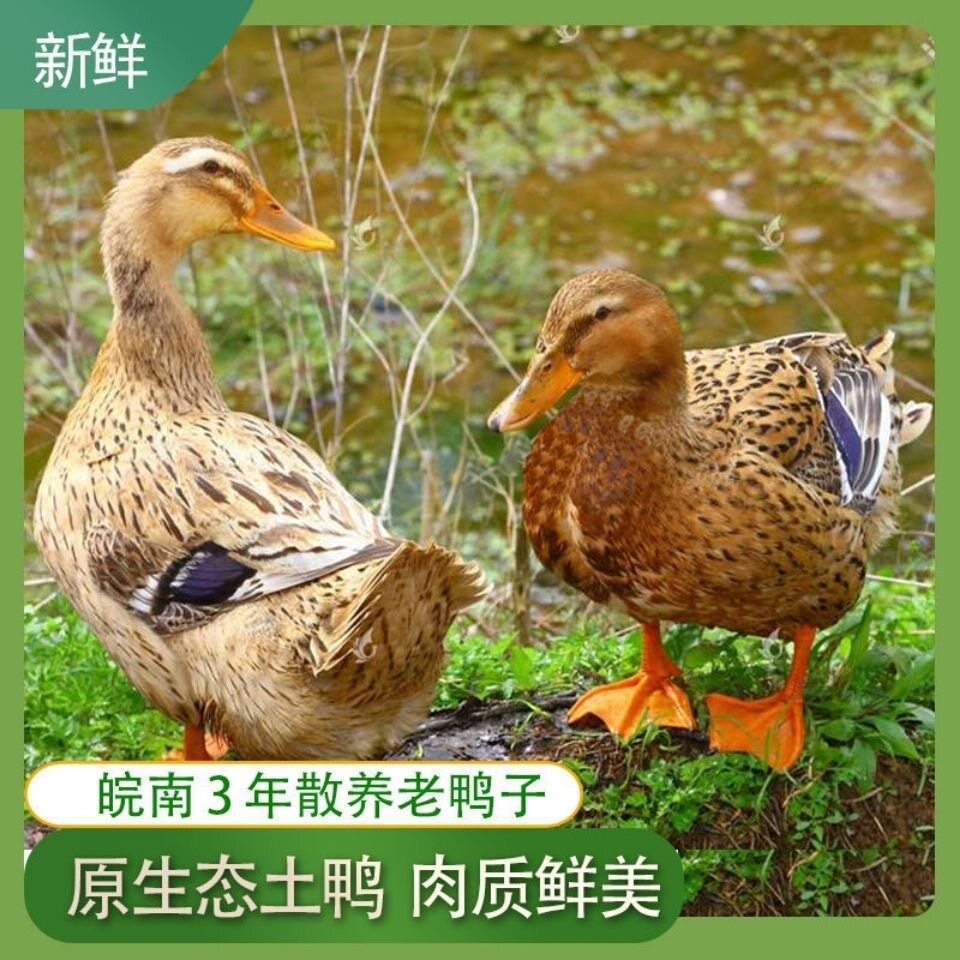 2只3年老土鸭老麻鸭老水鸭农家原粮喂养散养清热下火现杀整鸭顺丰