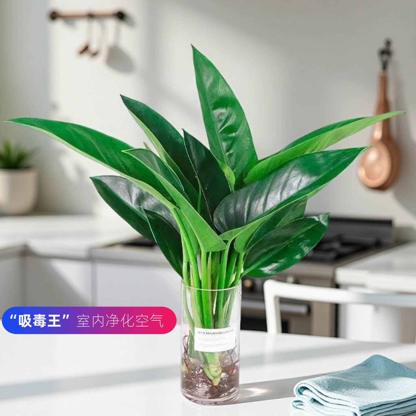 金钻水培植物大叶绿植室内植物