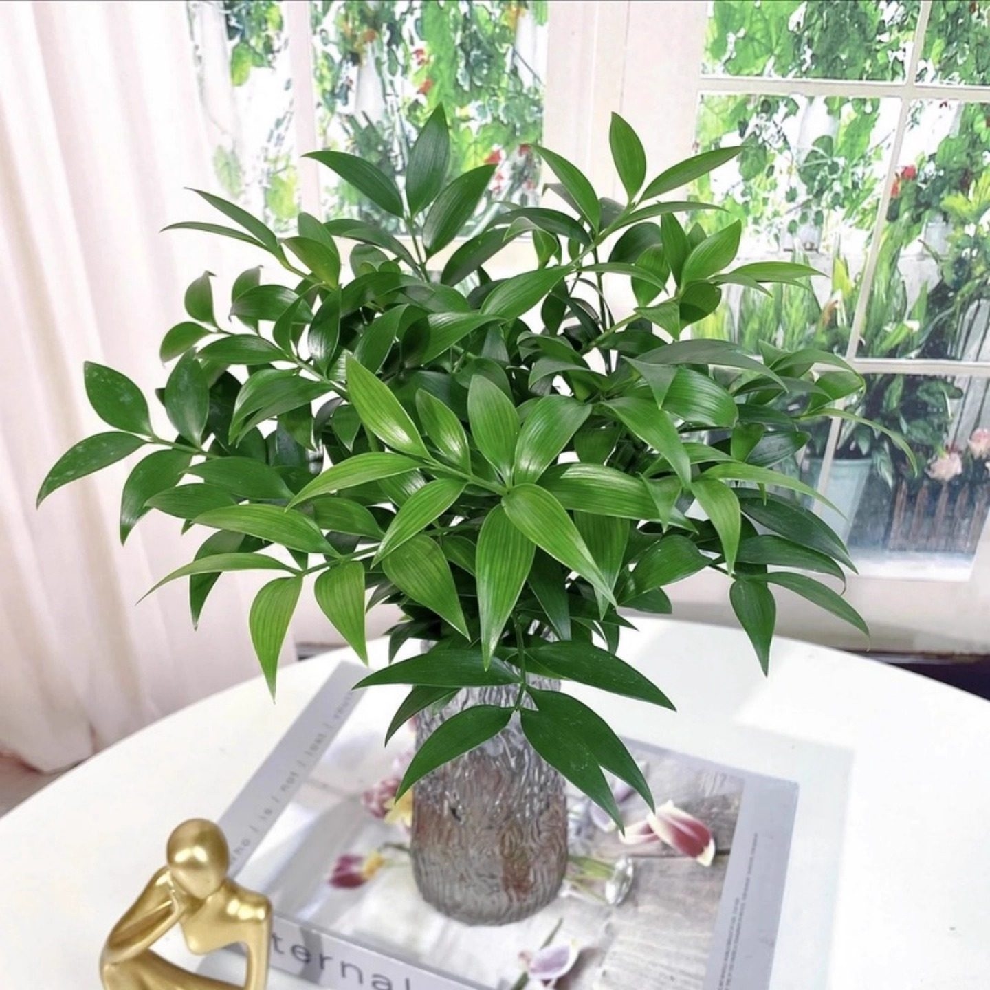 竹柏室内桌面驱蚊好养耐阴植物