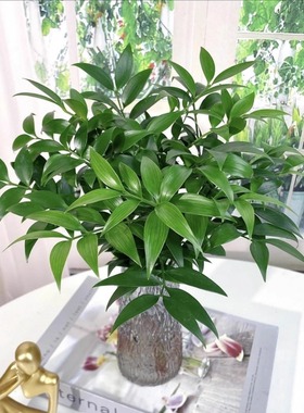 水培植物竹柏大苗室内盆栽水养驱蚊四季常绿净化空气绿植