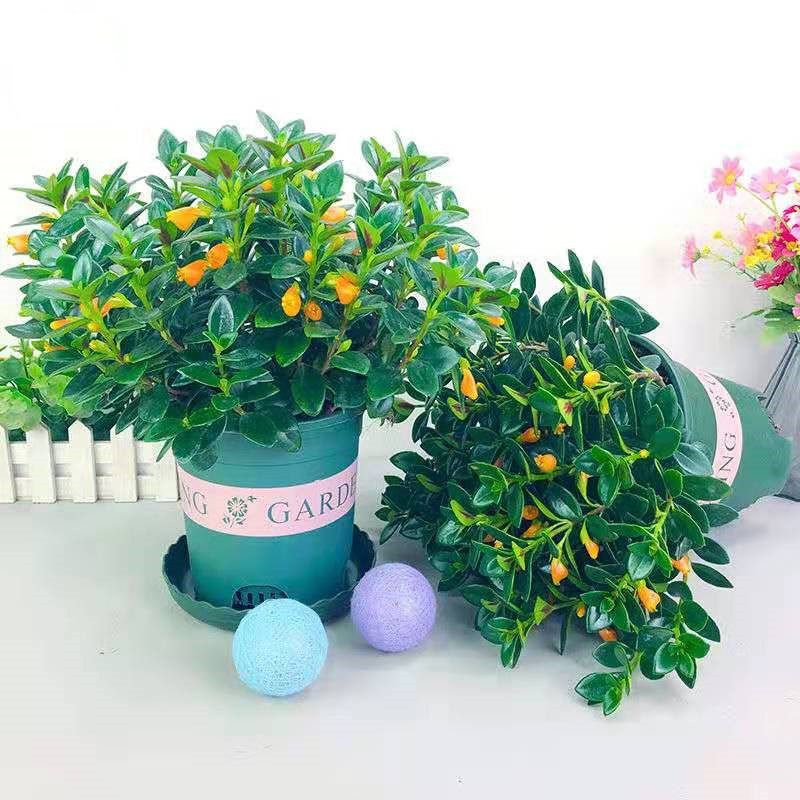 金鱼花盆栽千叶吊兰混色多种带花大盆室内好养绿植桌面植物开花