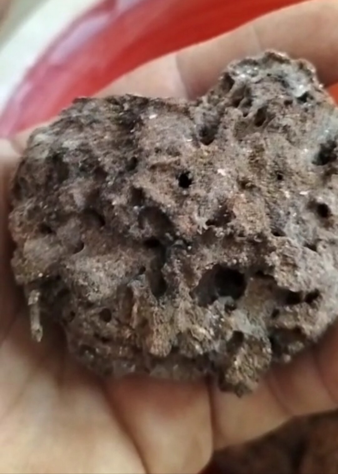 白蚁活体 白蚁菌蒲白蚁活物 鸡枞种殖 技术 黄翅黑翅白蚁单拍不发