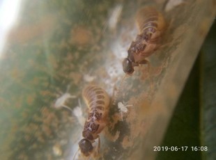 印白蚁 新王后 白蚁活体 白蚁活物 药用白蚁 宠物 蚂蚁宠物 大型