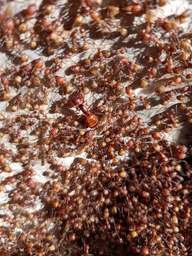 尼克巴弓背蚁 尼科巴弓背蚁 弓背蚁 好养 宠物蚂蚁活体蚂蚁药用