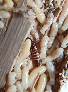 堆砂白蚁 药用白蚁 药用 白蚁活体 宠物 蚂蚁 堆沙白蚁 白蚁活物