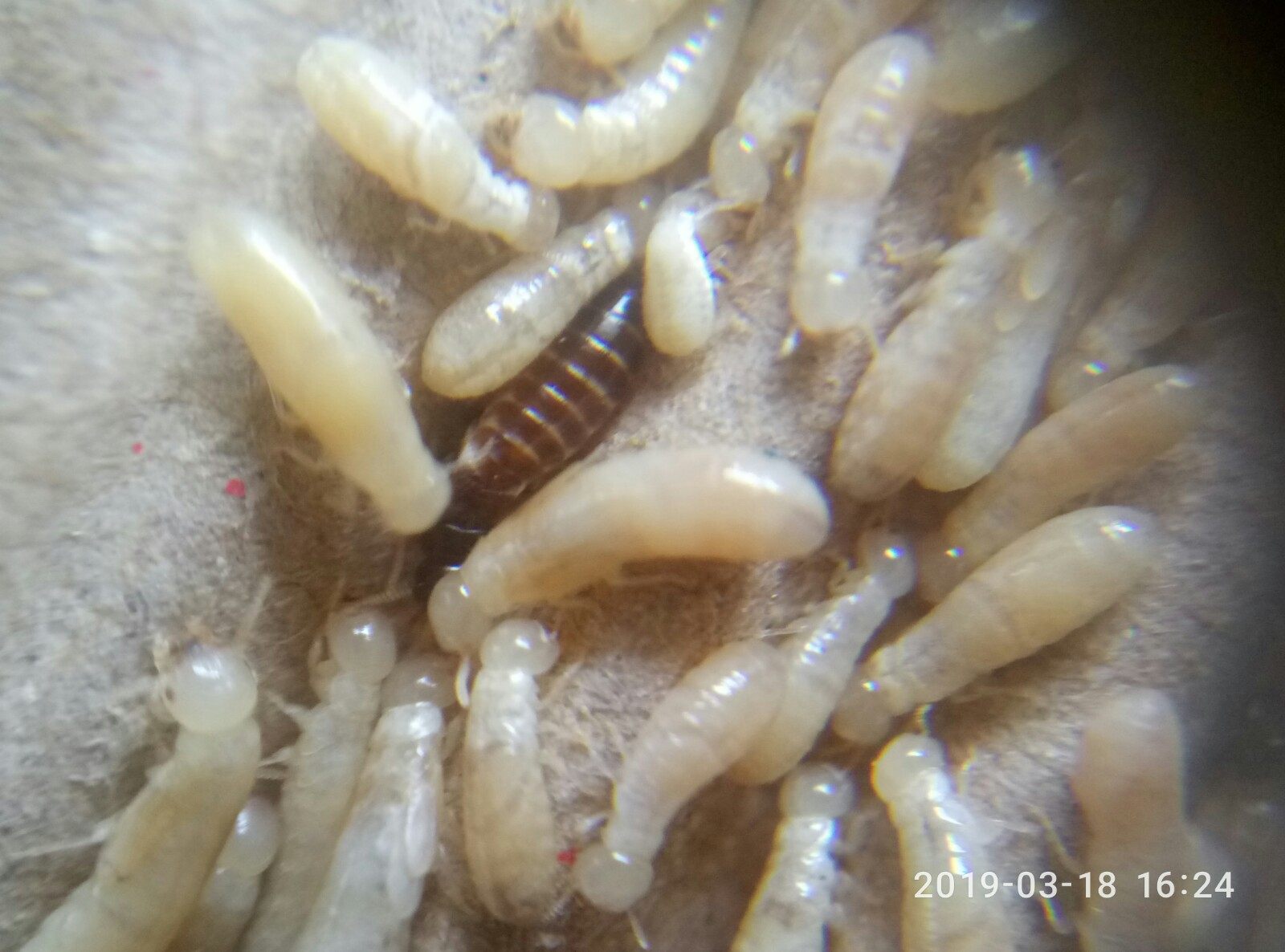 堆砂堆沙白蚁 王后一对 白蚁活体 白蚁活物 白蚁黑翅黄翅扭白乳白