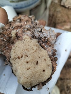 白蚁活体 白蚁卵标本 药用白蚁 白蚁 白蚁活物 白蚁宠物 药用白蚁