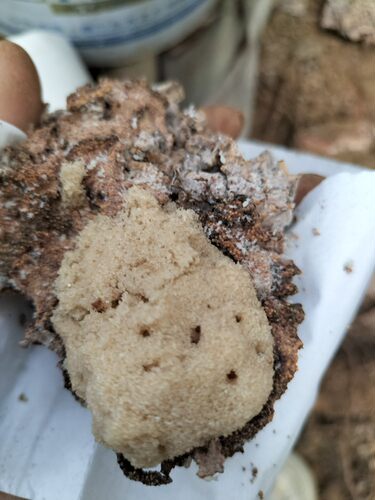 白蚁活体 白蚁卵标本 药用白蚁 白蚁 白蚁活物 白蚁宠物 药用白蚁