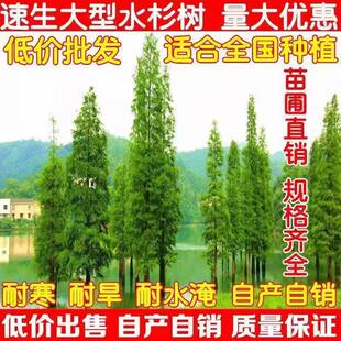 水杉苗水杉树苗 云杉池杉小苗 落羽杉中山杉树苗水松苗速生水杉苗
