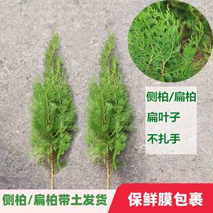 侧柏树苗 扁侧柏树 松柏树苗 庭院绿化侧柏叶 柏树绿化苗木