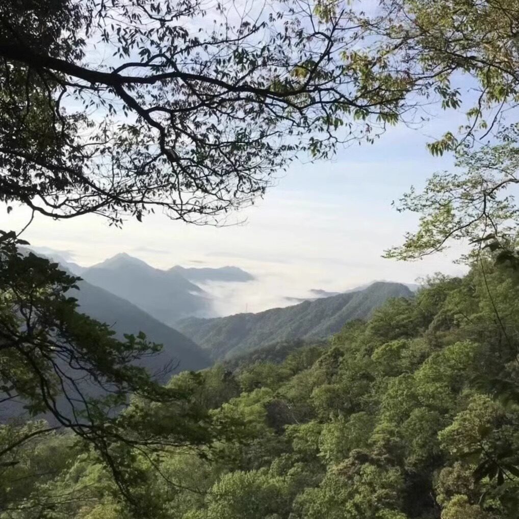 高山云雾（高山野茶）