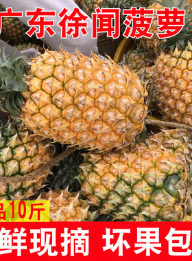 广东湛江徐闻菠萝水果10斤装带箱当季香水菠萝新鲜凤梨小菠萝现摘