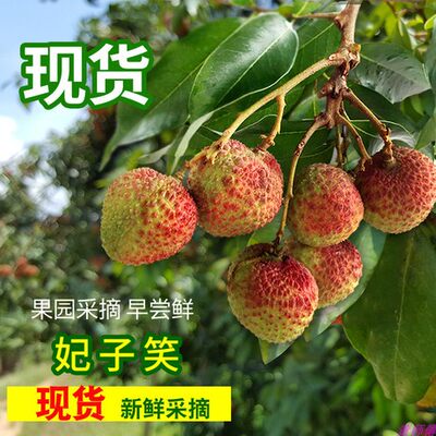 广东荔枝顺丰包邮妃子笑5斤大颗粒小核味鲜