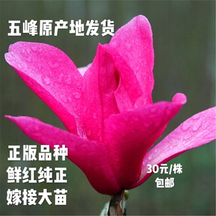 红花玉兰树苗正娇红一号别墅庭院绿植观赏花卉纯正原产地五峰发货