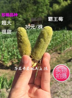 没吃过叶莓覆盆子黄泡妈妈果树苗