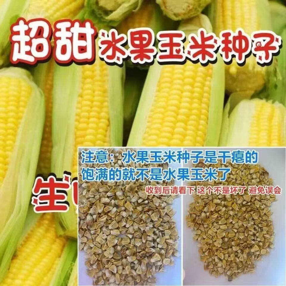 超甜水果玉米种子生吃大棒非转基因四季播杂交檽玉米甜脆玉米种子