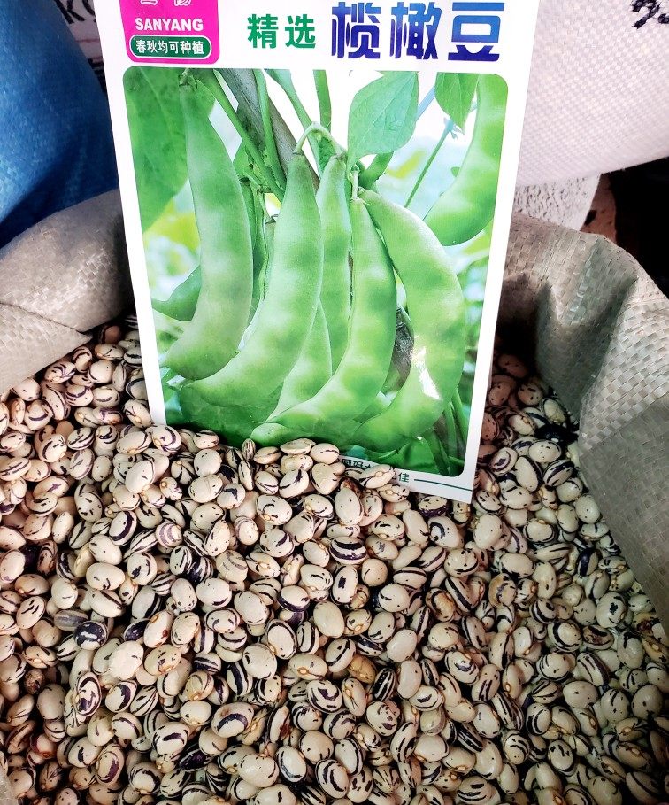 橄榄豆种子新籽几豆角籽大几豆角种子油豆角子搭架鼓豆面蔬菜种子