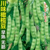 四川橄榄豆种子肉架豆扁豆翡翠四季 豆种籽豆角芸豆春秋农家蔬菜孑