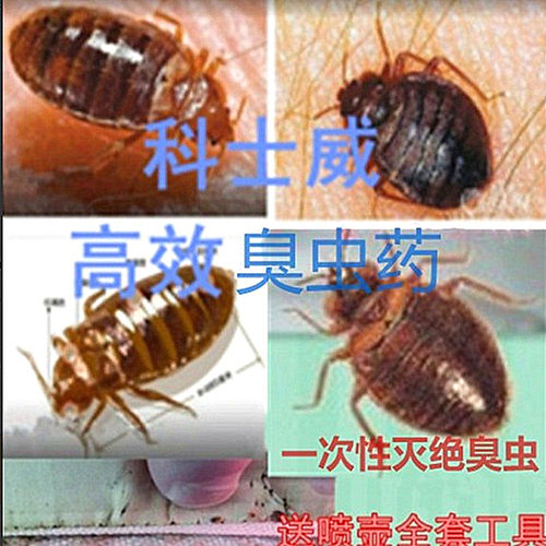 科士威臭虫药杀虫剂床上专用灭吸血虫驱除床虱宿舍家用特克星效净