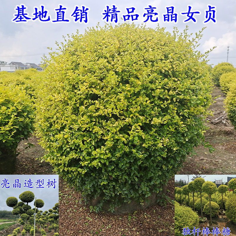 亮晶女贞球造型树苗棒棒糖金禾园艺花境庭院植物地景花园造景圆锥