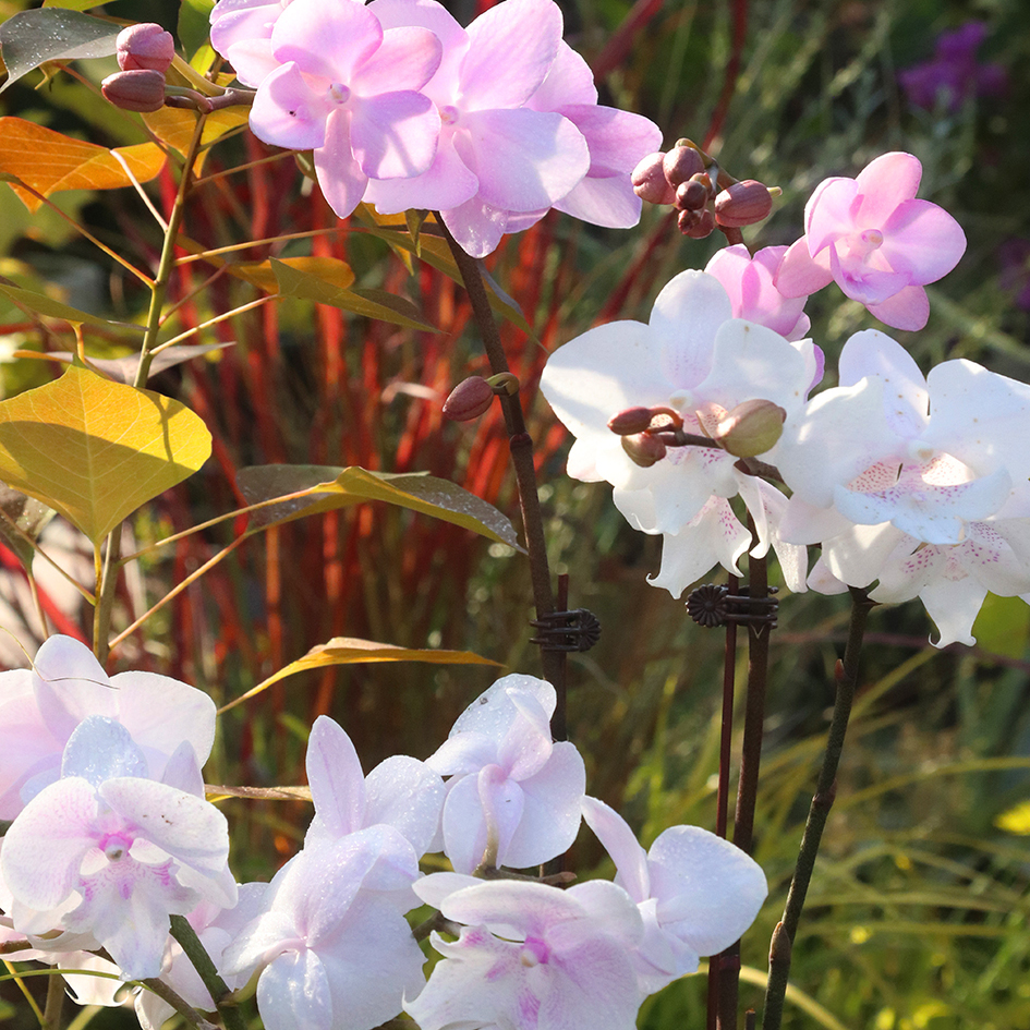 【嘉瑞】 兰花室内芳香   黄金蕊蝶 彩虹 吉祥如意