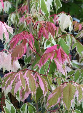 【嘉瑞】 复叶槭 粉火烈鸟 Acer negundo Pink Flamingo盆栽苗