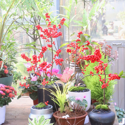 北美冬青盆栽苗观果嘉瑞花园