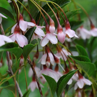 【嘉瑞】 花园花树仙气飘飘 安息香 野茉莉盆栽苗