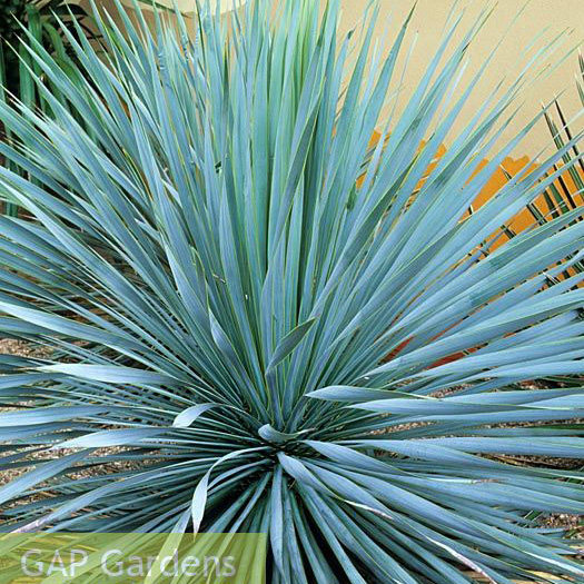 【嘉瑞】常绿丝兰 蓝色卫哨 金心软叶丝兰 盆栽苗