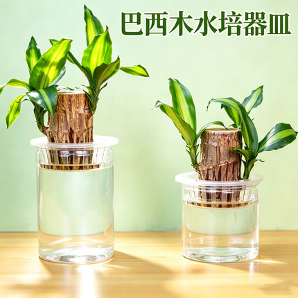 水培巴西木专用盆透明塑料水培器皿适用绿植盆栽水培花盆容器花瓶
