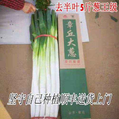 正宗章丘大葱现挖新鲜产地直销