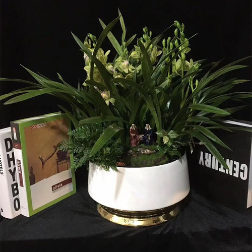 蝴蝶兰花盆高档价格 蝴蝶兰花盆高档图片 星期三