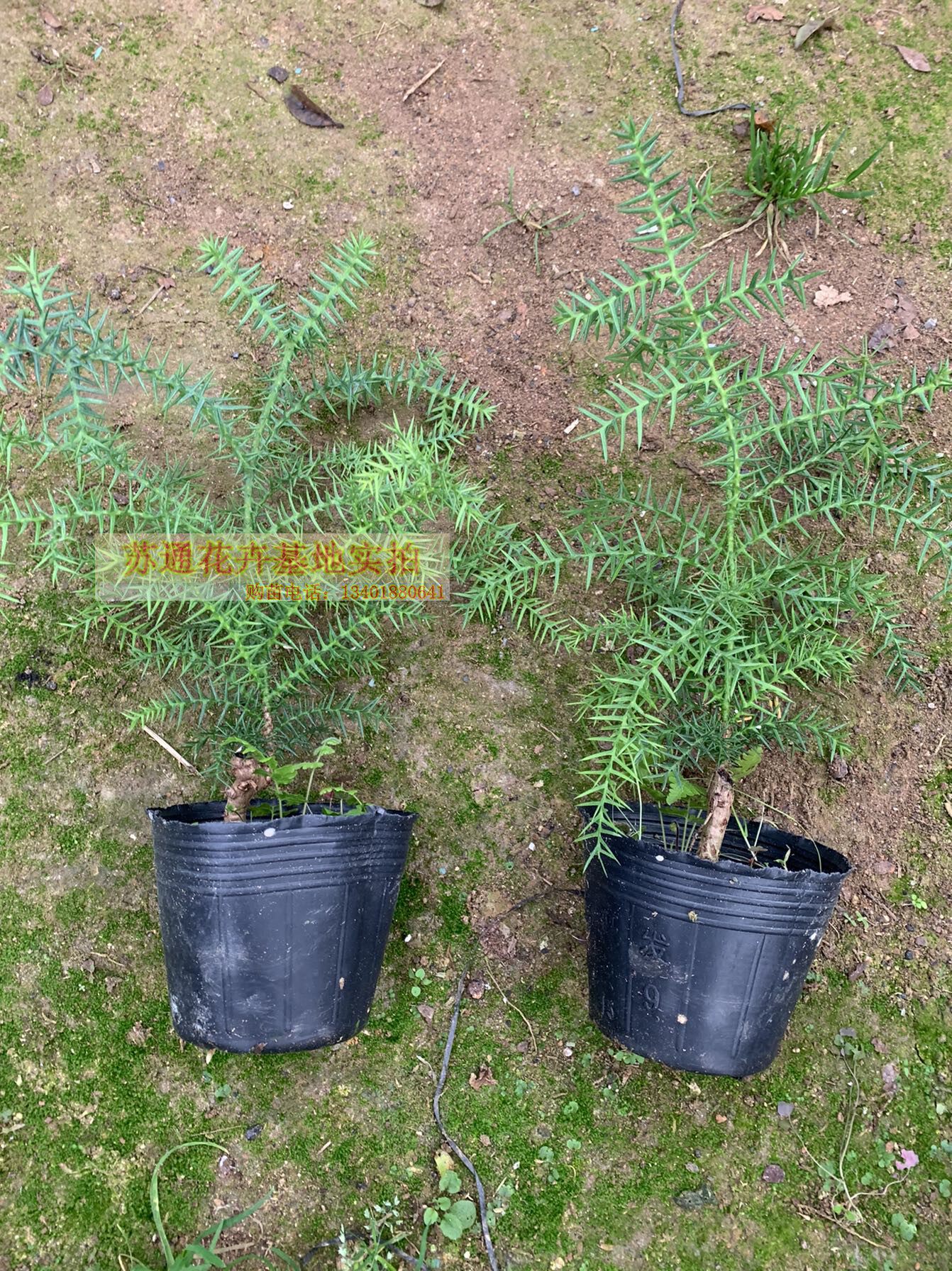 澳洲杉办公室桌面盆栽假山盆景树桩小型装饰耐冻绿植四季常青包邮