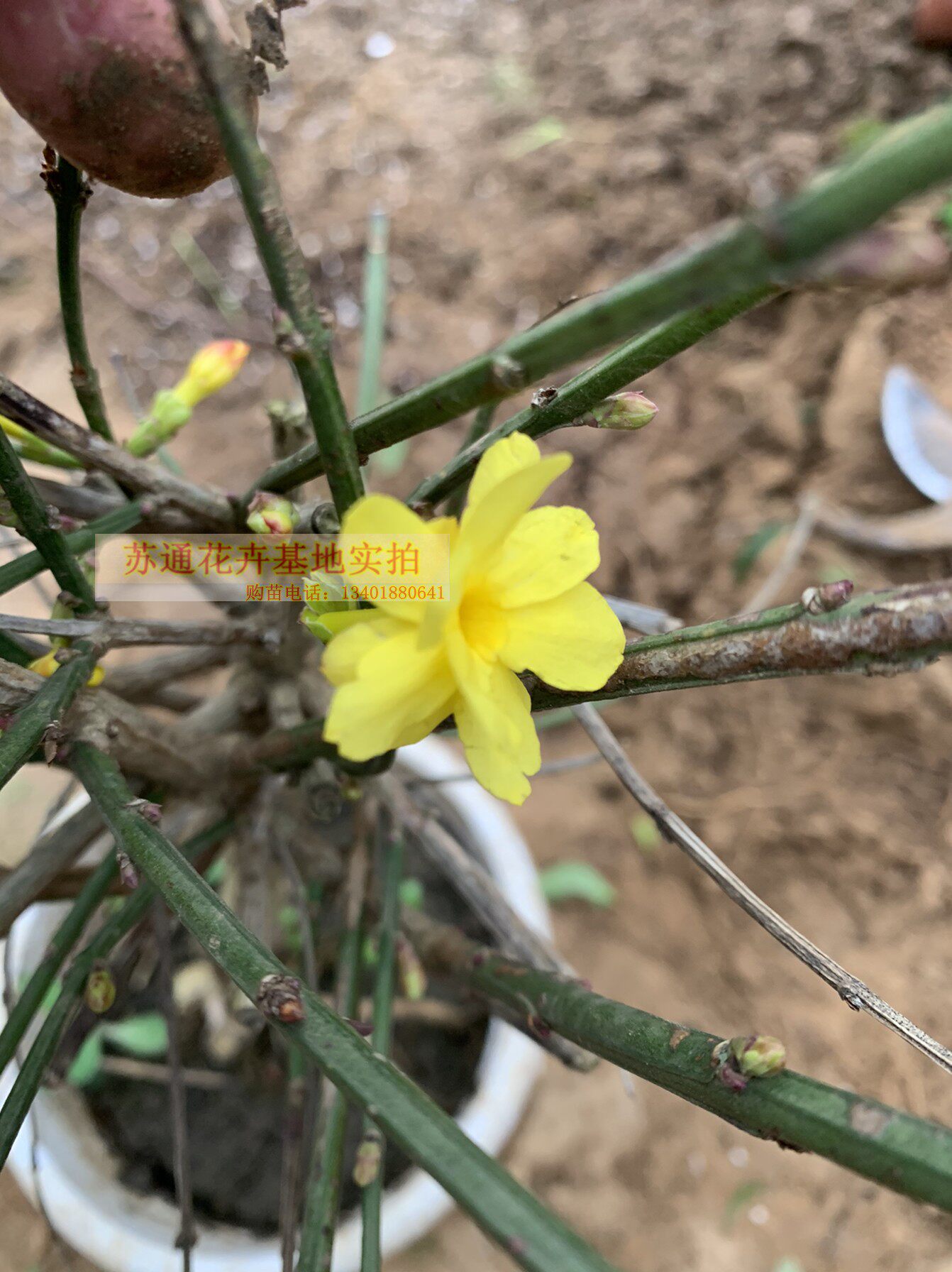 三台迎春盆景苗 室外阳台小叶老桩 独干迎春重瓣盆栽 实物拍摄