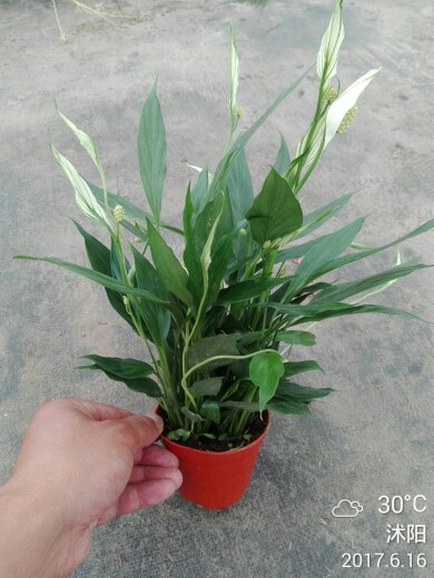 白鹤芋/苞叶芋白掌/一帆风顺/桌面绿植