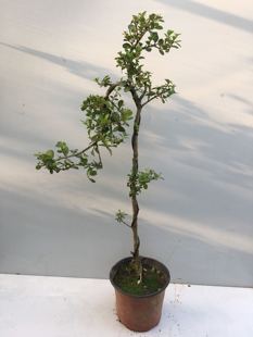 黄杨文人高杆黄杨老桩树多年生微型盆景四季常青盆栽耐寒耐冻绿植