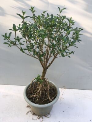 满天星净化空气盆景老桩六月雪